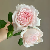 Wedding Box Rose